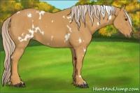 Horse Color:White Spotted Palomino