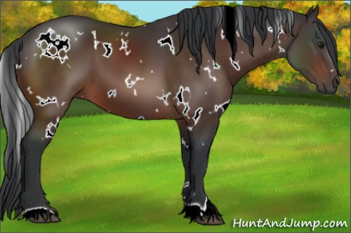 Horse Color:White Spotted Brown 