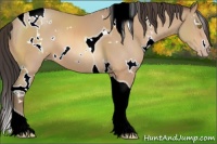 Horse Color:White Spotted Amber Champagne Tobiano 