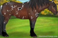 Horse Color:White Spotted Bay Tobiano