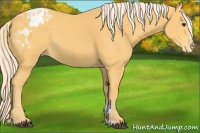 Horse Color:Palomino Sabino Appaloosa