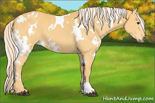 Horse Color:White Spotted Palomino