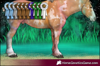 Horse Color:White Spotted Palomino Sabino 