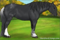 Horse Color:White Spotted Black