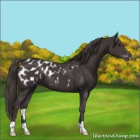 Horse Color:Smoky Black Appaloosa 