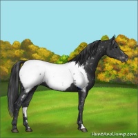 Horse Color:Black Appaloosa 