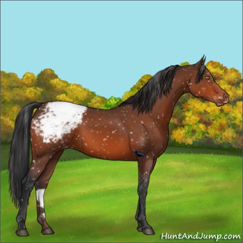 Horse Color:Bay Appaloosa