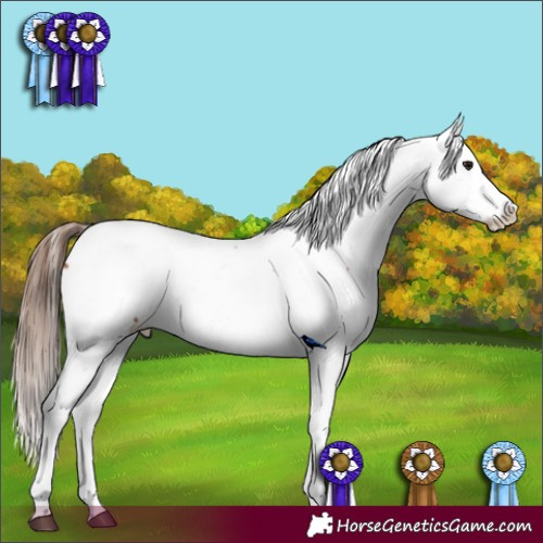 Horse Color:Bay Appaloosa 
