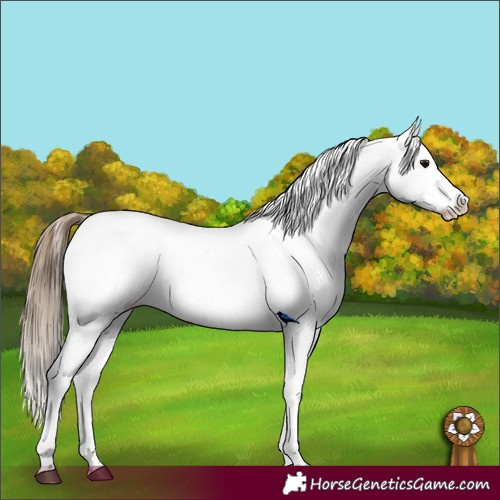 Horse Color:Smoky Black Appaloosa