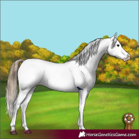 Horse Color:Smoky Black Appaloosa 