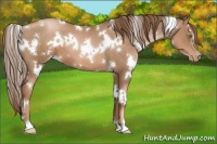 Horse Color:White Spotted Liver Chestnut Pearl 