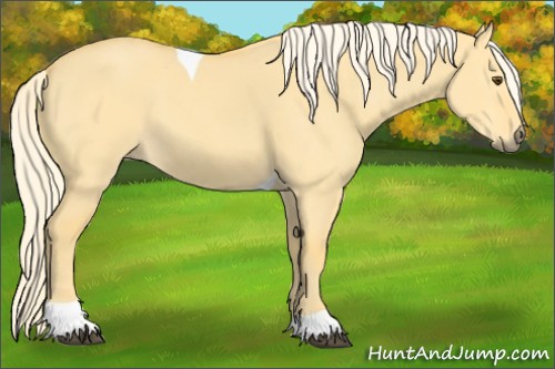 Horse Color:Palomino Dun Tobiano 
