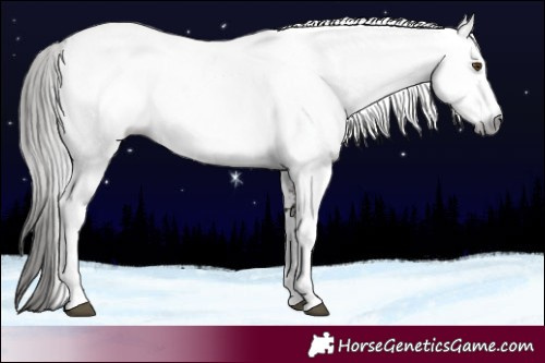 Horse Color:Gray White Spotted Bay Appaloosa Rabicano 