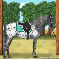 Horse Color:Black Appaloosa  and Black Appaloosa 
