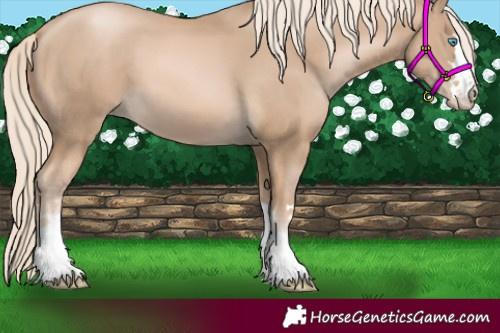 Horse Color:Chocolate Palomino Pearl