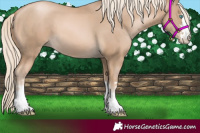 Horse Color:Chocolate Palomino Pearl 