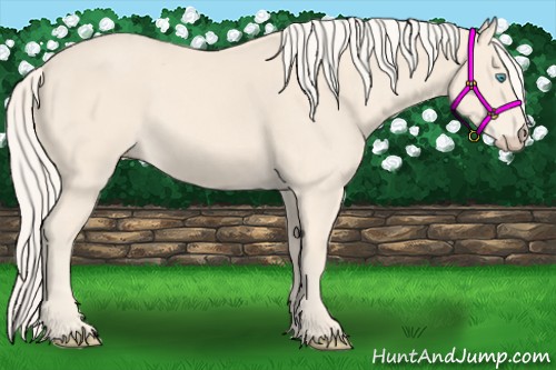 Horse Color:Cremello 