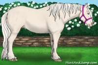Horse Color:Cremello 