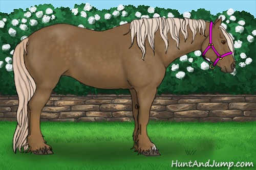 Horse Color:Chocolate Palomino