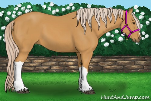 Horse Color:Palomino 