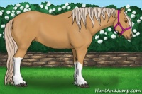 Horse Color:Palomino 