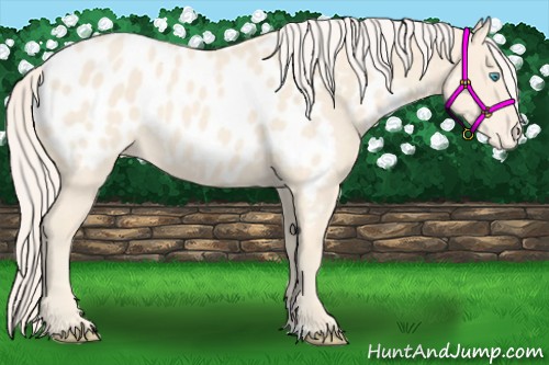 Horse Color:Cremello Appaloosa