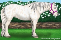 Horse Color:Cremello Appaloosa 