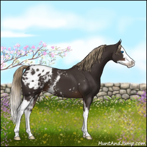 Horse Color:White Spotted Liver Chestnut Splash Appaloosa 