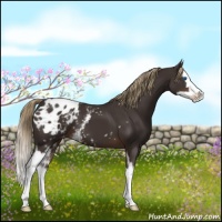 Horse Color:White Spotted Liver Chestnut Splash Appaloosa 