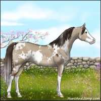 Horse Color:White Spotted Liver Red Dun Splash