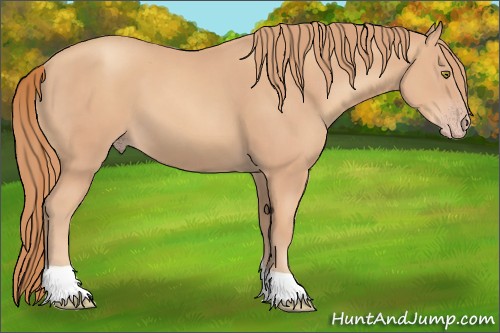 Horse Color:Gold Champagne Tobiano 