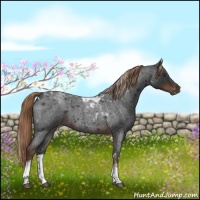 Horse Color:Liver Red Roan Tobiano 