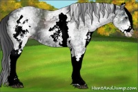 Horse Color:White Spotted Black