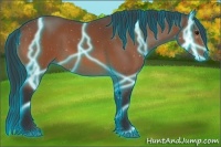 Horse Color:Thunderstruck Bay 