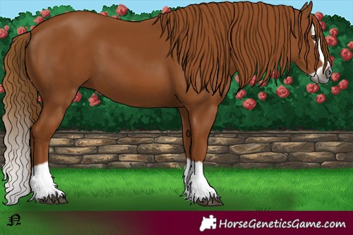 Horse Color:Gray Chestnut Splash 