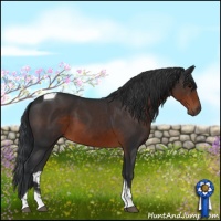Horse Color:Brown Tobiano