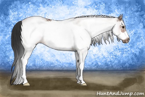 Horse Color:White Spotted Bay Roan Frame 