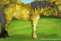 Horse Color:ERROR: UNKNOWN ANOMALY