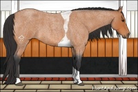 Horse Color:Bay Roan Tobiano