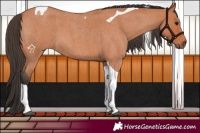 Horse Color:Bay Roan Tobiano