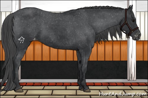 Horse Color:Black Varnish