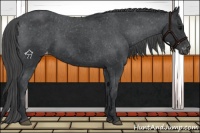 Horse Color:Black Appaloosa 