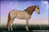 Horse Color:Red Dun Rabicano