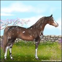 Horse Color:White Spotted Liver Chestnut Appaloosa