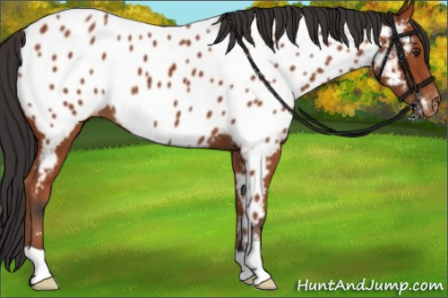 Horse Color:Bay Appaloosa 