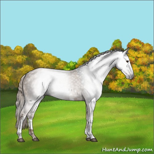Horse Color:Gray White Spotted Liver Red Dun 