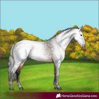 Horse Color:Gray White Spotted Buckskin 