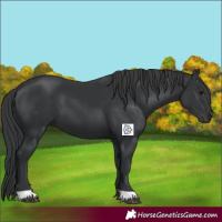 Horse Color:Black 