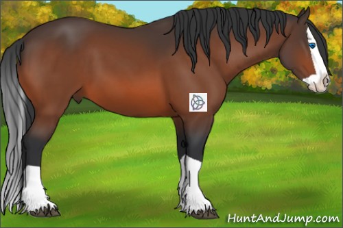 Horse Color:Bay Splash 