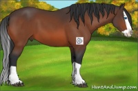 Horse Color:Bay Splash 